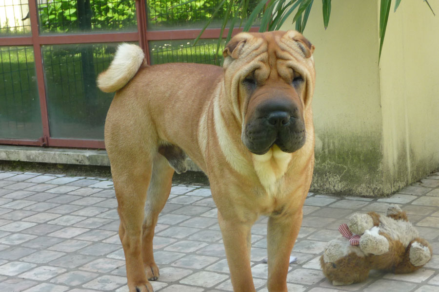 Hotel Velora  - Lago di Garda - Animali