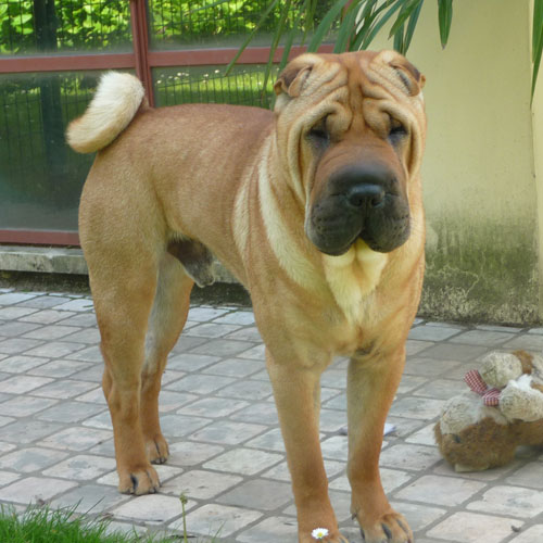 Hotel Velora  - Lago di Garda - Animali